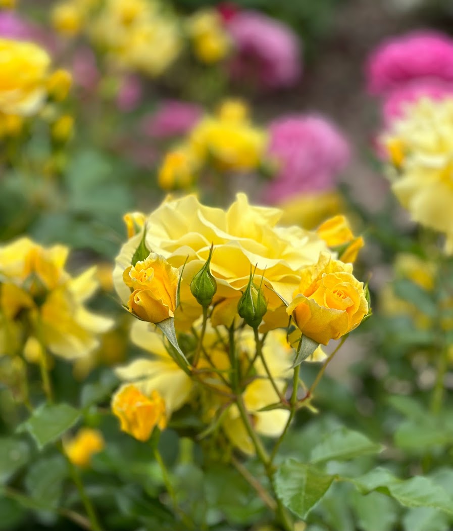 photo of yellow roses in a rose garden
